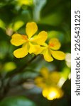 Small photo of Small yellow flower on blur background, close up and selective focus on stamen. Ochna kirkii Oliv, Micky mouse plant.