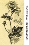 Small photo of Geum urbanum, also known as wood avens, herb Bennet, colewort and St Benedict's herb - Latin herba benedicta - an illustration from the book "In the wake of Robinson Crusoe", Moscow, USSR, 1946
