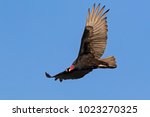 Bird Turkey Vulture Flying...
