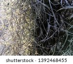 Small photo of Grey Spanish grass hanging on a tree trunk. Decorative plant, texture, growth, curly hair, natural concepts.