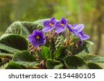 Small photo of African violet or violet saintpaulias flowers in the pot close up. Blossoming violets on window sill in natural sunlight. Macro photo of homegrown violet flowers