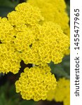 Small photo of Vertical closeup of the bright yellow flowers of 'Moonshine' yarrow (Achillea 'Moonshine')