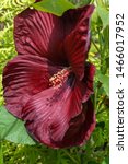 Small photo of Vertical closeup of the deep red flower of 'Heartthrob' hardy hibiscus (Hibiscus 'Heartthrob')