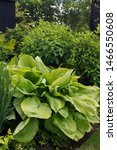 Small photo of Vertical image of a large clump of 'Sum and Substance' hosta (Hosta 'Sum and Substance') in a garden setting