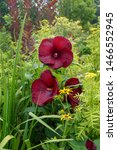 Small photo of Vertical image of the flowers of 'Heartthrob' hardy hibiscus (Hibiscus 'Heartthrob') in a garden with 'Tanacetum vulgare 'Isla Gold', Rudbeckia fulgida, and Iris x robusta 'Gerald Darby' foliage