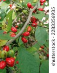 Small photo of The red fruits (drupes) of spicebush (Lindera benzoin), a native, deciduous, woodland shrub