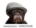 image of dog cap white background 