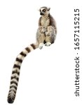 Portrait Of Ring Tailed Lemur ...