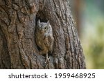 European Scops Owl  Otus Scops  ...