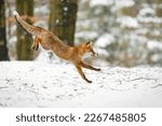 Small photo of Fox long jump. Red fox, Vulpes vulpes, jumping in winter forest. Wild vixen hunting on snowy forest meadow. Orange fur coat animal in habitat. Clever beast with fluffy tail. Action wildlife. Cute fox.