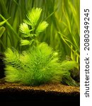 Small photo of Hornwort plant (Ceratophyllum demersum) on a fish tank with blurred background