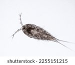Small photo of copepod from a reef aquarium under the microscope (maxillopoda crustaceans that are part of the plankton)