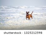 Adorable Smiling Boxer Mix Puppy Playing in Sea Foam Hanna Park Florida