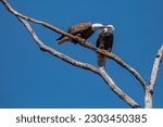 Small photo of Pair of Bald Eagles Perched in a Bare Tree Chatter