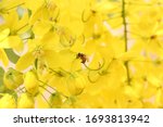 Bee In Yellow Flowers On A...