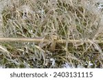Small photo of Juniper bushes in ice. Every branch, every blade of grass is covered with glaze. Ice, frost, sleet. Frozen nature. Adverse weather conditions.
