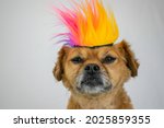 Cute dog wearing colorful wig hair