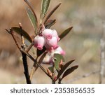 Small photo of Arctostaphylos uva-ursi (Bearberry) Native North American Sand Prairie Wildflower