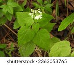 Small photo of Ageratina altissima (White Snakeroot) Native North American Woodland Wildflowers