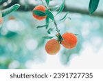 Small photo of Chinese Bayberry growing on the tree in summer