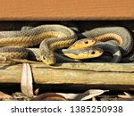 Three Garter Snakes ...