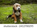 Small photo of Portrait of a cute brown Bosnian Coarse-haired Hound. Bulgarian, Barak dog is sitting on the grass.