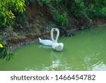 Small photo of The tundra swan is a small Holarctic swan. The two taxa within it are usually regarded as conspecific, but are also sometimes split into two species: Berwick’s swan of the Palearctic the whistling.