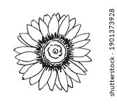 Sunflower Flower Vector Drawing ...