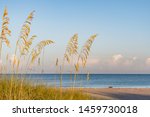 Sea Grasses On The Beach At The ...