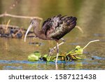 Glossy Ibis Is A Brown Bird...