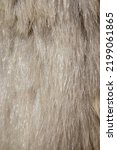 Small photo of Close up of polar bear pelt with hairs.