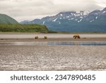 Small photo of Family of coastal brown bears digging for clams in shadow of glaciers along Hallo Bay, Katmai National Park, Alaska.