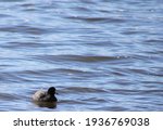 An American Coot Swimming In...