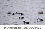 American Coots And An American...
