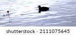 An American Coot Swimming In...
