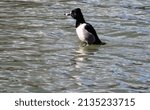 Small photo of A male ring-necked duck emerging from the water at Fain Lake in Prescott Valley, Arizona