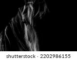 Fine Art Wild Horse Photograph...