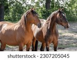 Small photo of Horses in paddock paradise natural horse environment fresh green and a hill two brown horses in love mare and gelding