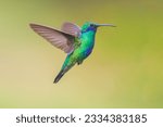 A colibri coruscans flies...