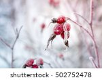Rosehip berries covered with hoarfrost in frosty winter day.