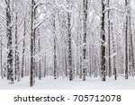 Winter Snow Covered Trees In...