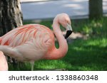 Flamingo Sitting In Grass