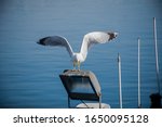 Seagull Landing On A Port...