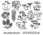 Set Edible Mushrooms Vector...