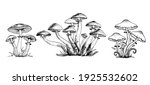 Poisonous Mushrooms Vector...