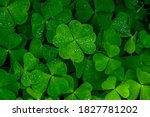 four leaf clover on green shamrock background