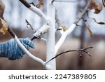 Small photo of Whitewashing of fruit trees in autumn garden, gardener hand with brush painting apple tree with whitewash