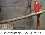 Red Blue And Yellow Macaw In...