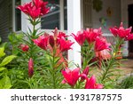 Stargazer Asiatic Lilies And...