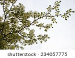 Dogwood Blooming Branches With...